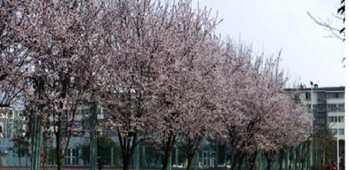 成都师范大学继续教育学院